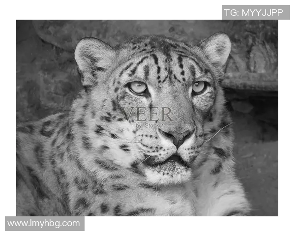 雪豹与美洲虎的生存之争:谁才是野生动物界的真正霸主 雪豹与美洲虎的生存之争:谁才是野生动物界的真正霸主